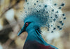 Photo of a blue coloured pigeon with bright red ruby gemstone like eyes.